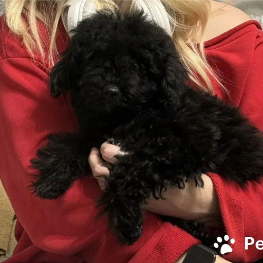 Изображение питомца