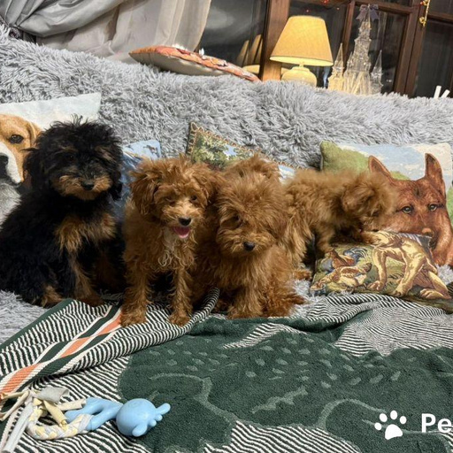 Изображение питомца