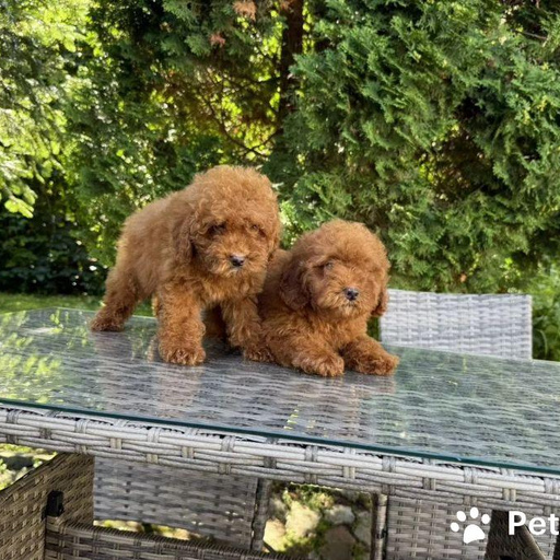 Изображение питомца