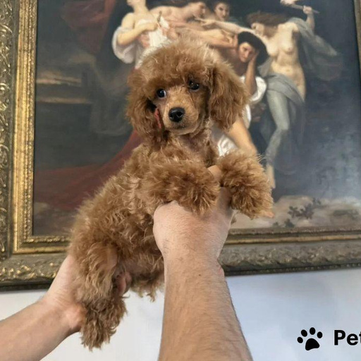 Изображение питомца