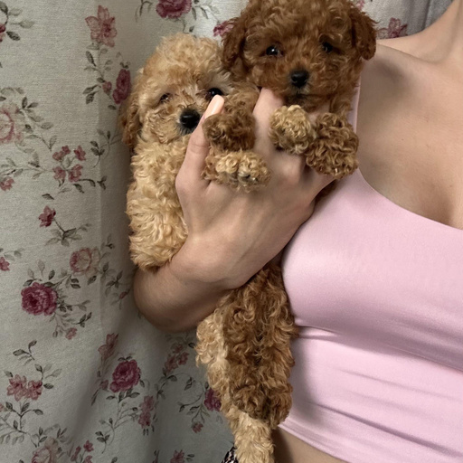 Изображение питомца