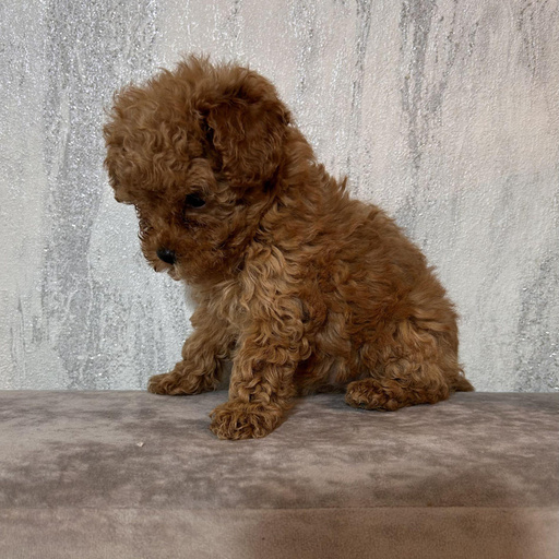 Изображение питомца