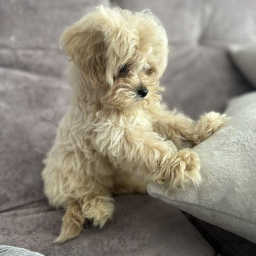 Изображение питомца