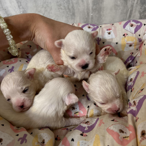 Изображение питомца