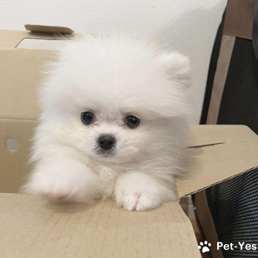 Изображение питомца