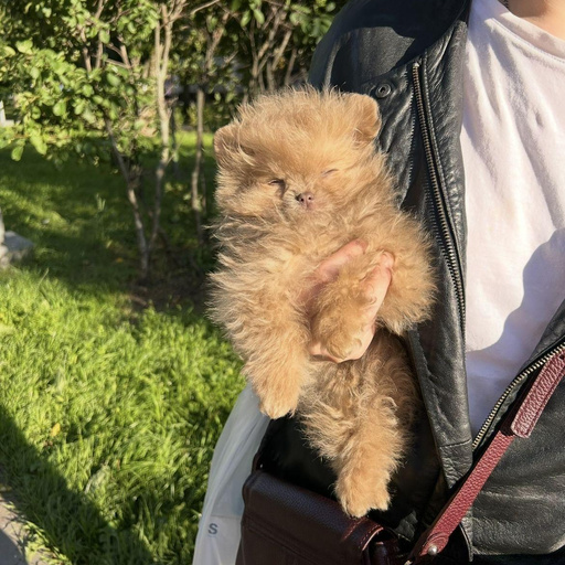 Изображение питомца