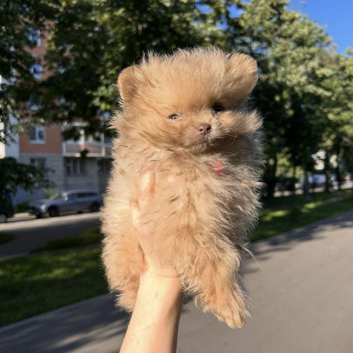 Изображение питомца