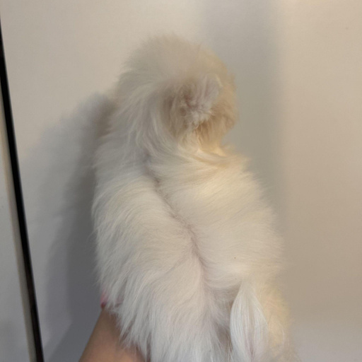 Изображение питомца