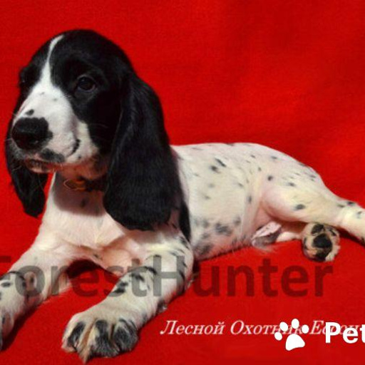 Изображение питомца