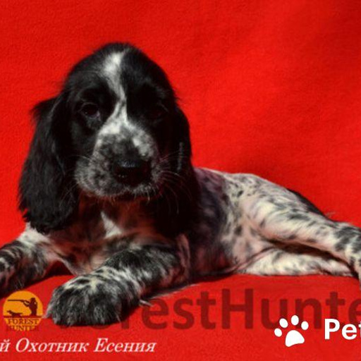 Изображение питомца