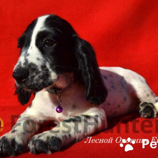 Изображение питомца