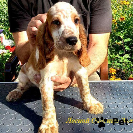 Изображение питомца