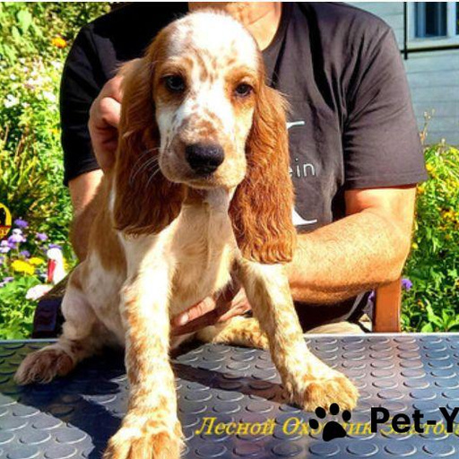 Изображение питомца