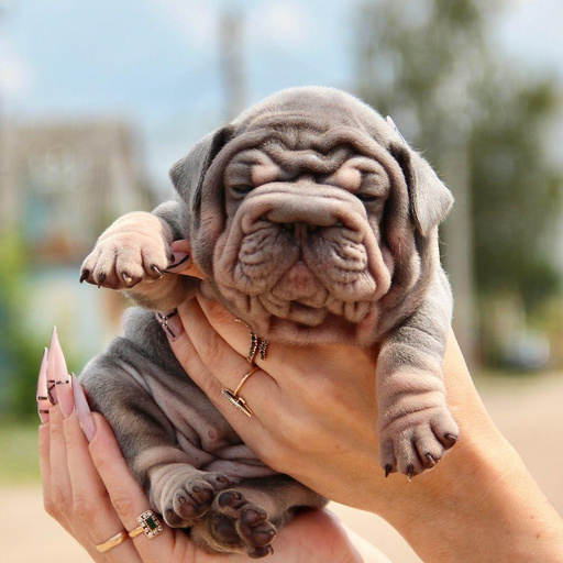 Изображение питомца