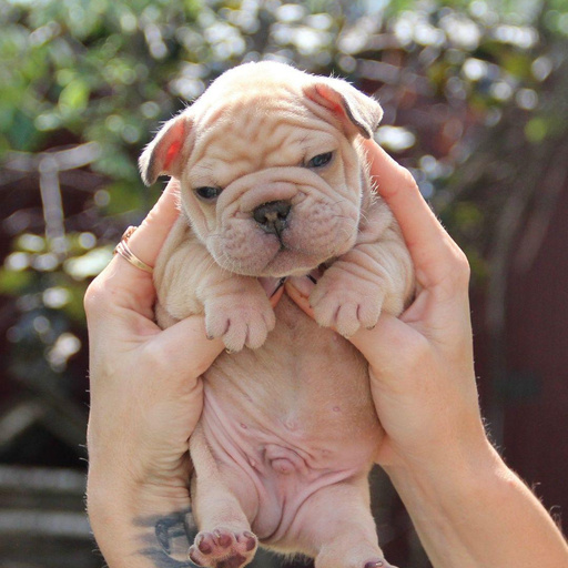 Изображение питомца