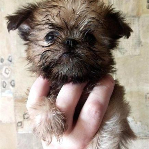 Изображение питомца