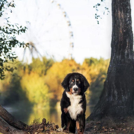 Изображение питомца