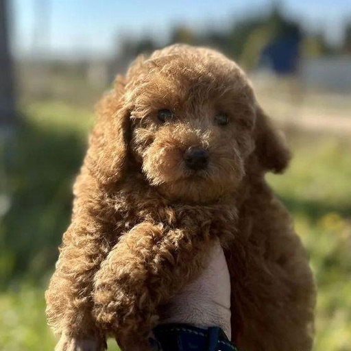 Изображение питомца