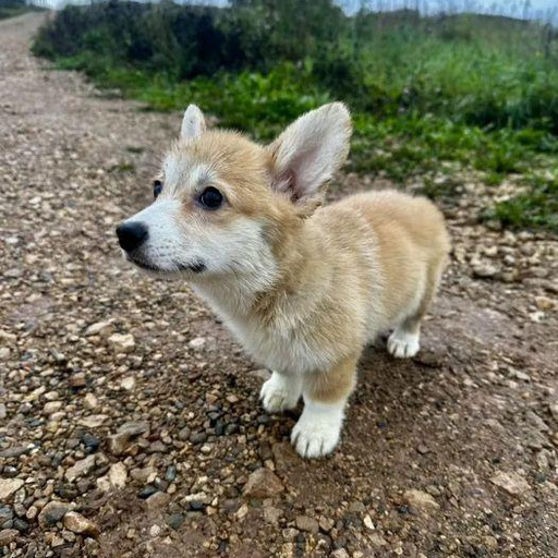 Изображение питомца