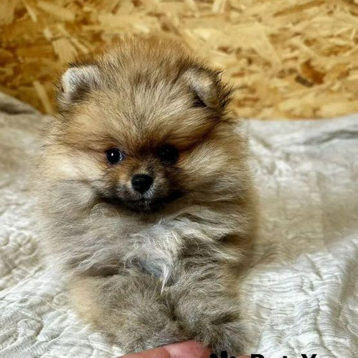 Изображение питомца