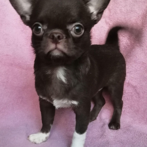 Изображение питомца