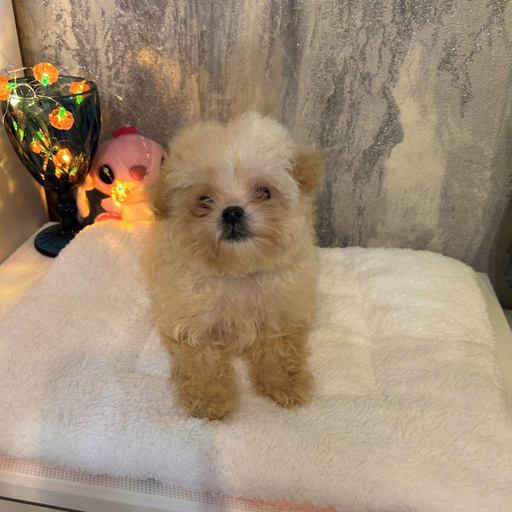 Изображение питомца