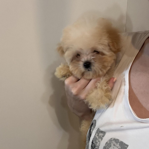 Изображение питомца