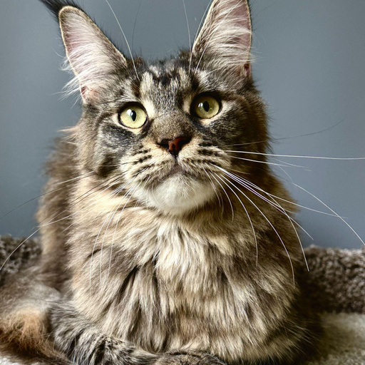 Изображение питомца