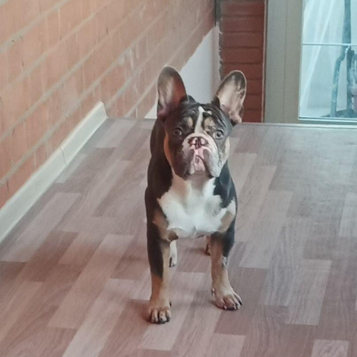 Изображение питомца