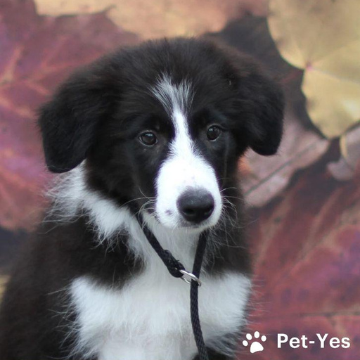 Изображение питомца