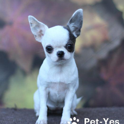 Изображение питомца