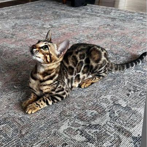 Изображение питомца