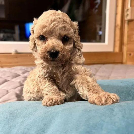 Изображение питомца