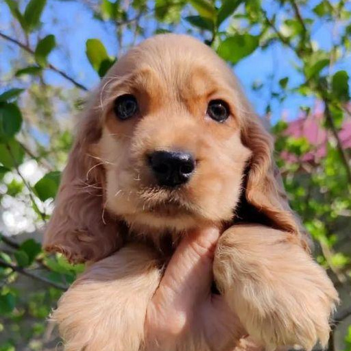 Изображение питомца