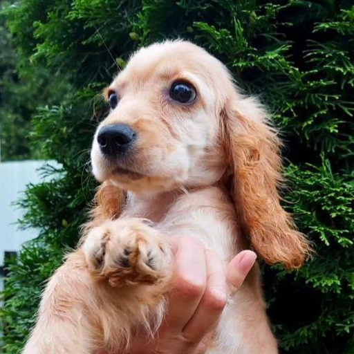 Изображение питомца