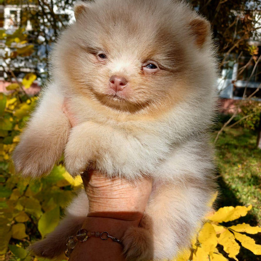 Изображение питомца