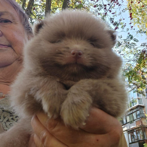 Изображение питомца