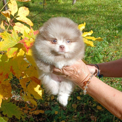 Изображение питомца