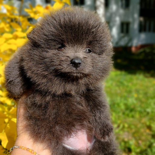 Изображение питомца