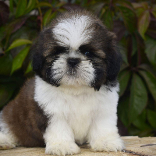 Изображение питомца