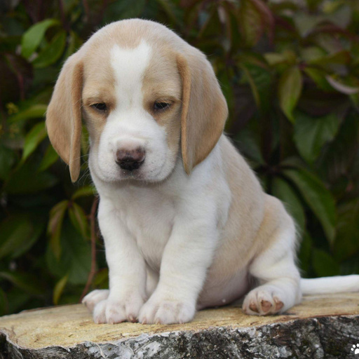 Изображение питомца