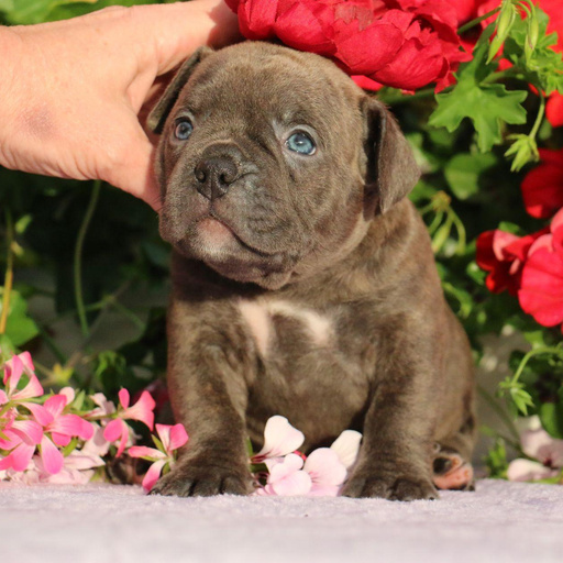 Изображение питомца