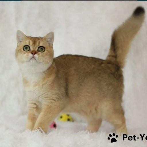 Изображение питомца