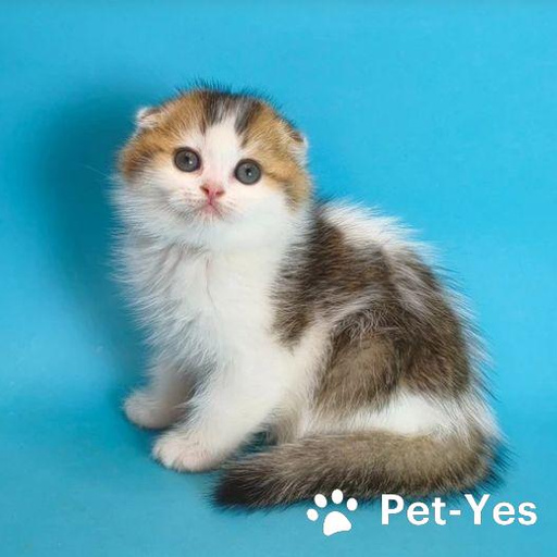 Изображение питомца