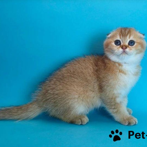 Изображение питомца