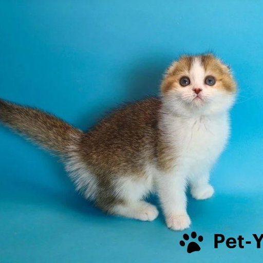 Изображение питомца