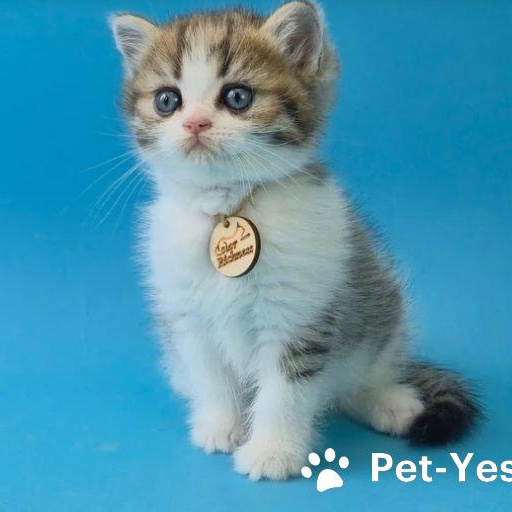 Изображение питомца