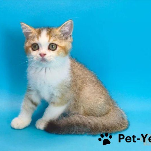 Изображение питомца