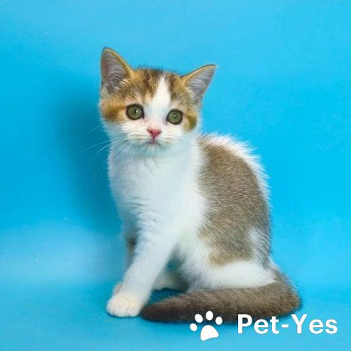 Изображение питомца