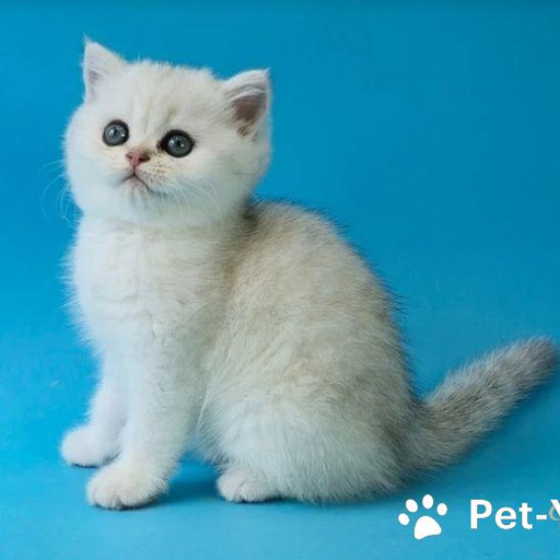 Изображение питомца